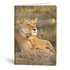 Kép 1/5 - Füzet kockás LIPAMILL A/4 40 lapos King of lions